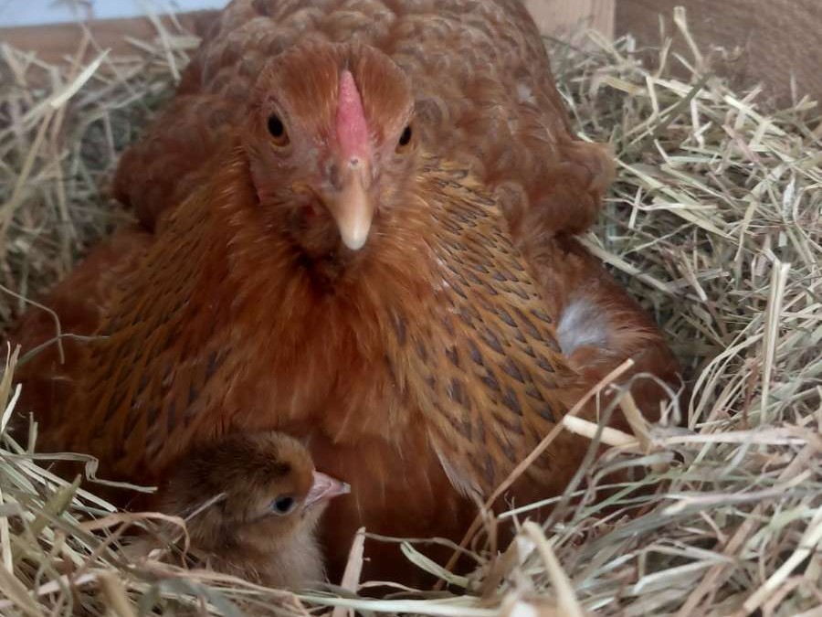 Du betrachtest gerade Das erste Flauschi ist da!