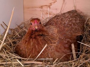 Mehr über den Artikel erfahren Frühlingsgeflüster