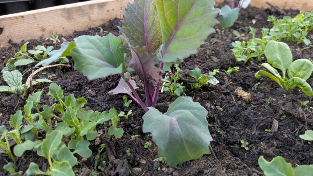 Die Kohlrabi Jungpflanzen Delikates blau sind gut angewachsen und wachsen kräftig im Folientunnel