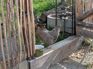 Mehr über den Artikel erfahren Was nebenbei gewachsen ist 🌱