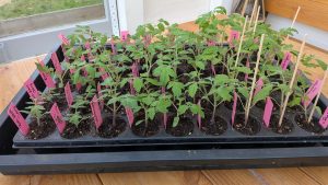 Mehr über den Artikel erfahren Tomaten stehen in den Startlöchern