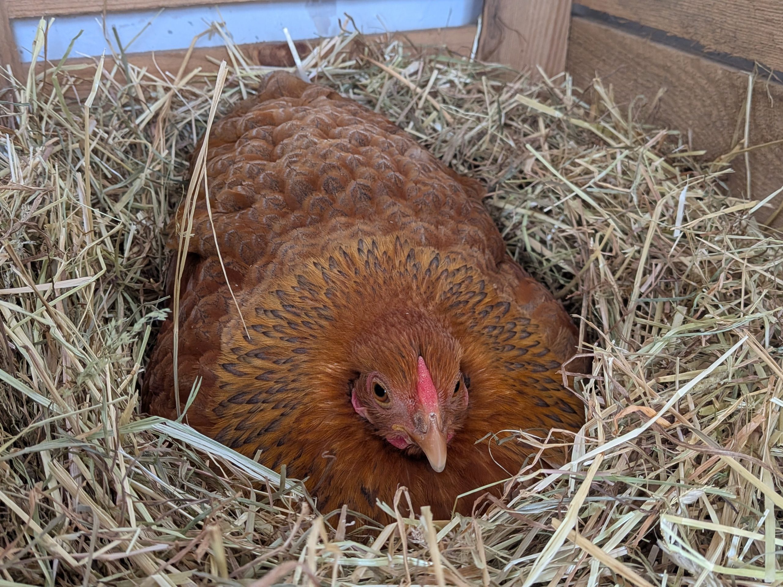 Du betrachtest gerade Emma und die 10 Glückseier