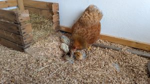 Mehr über den Artikel erfahren Emma und die 4 Flauschis