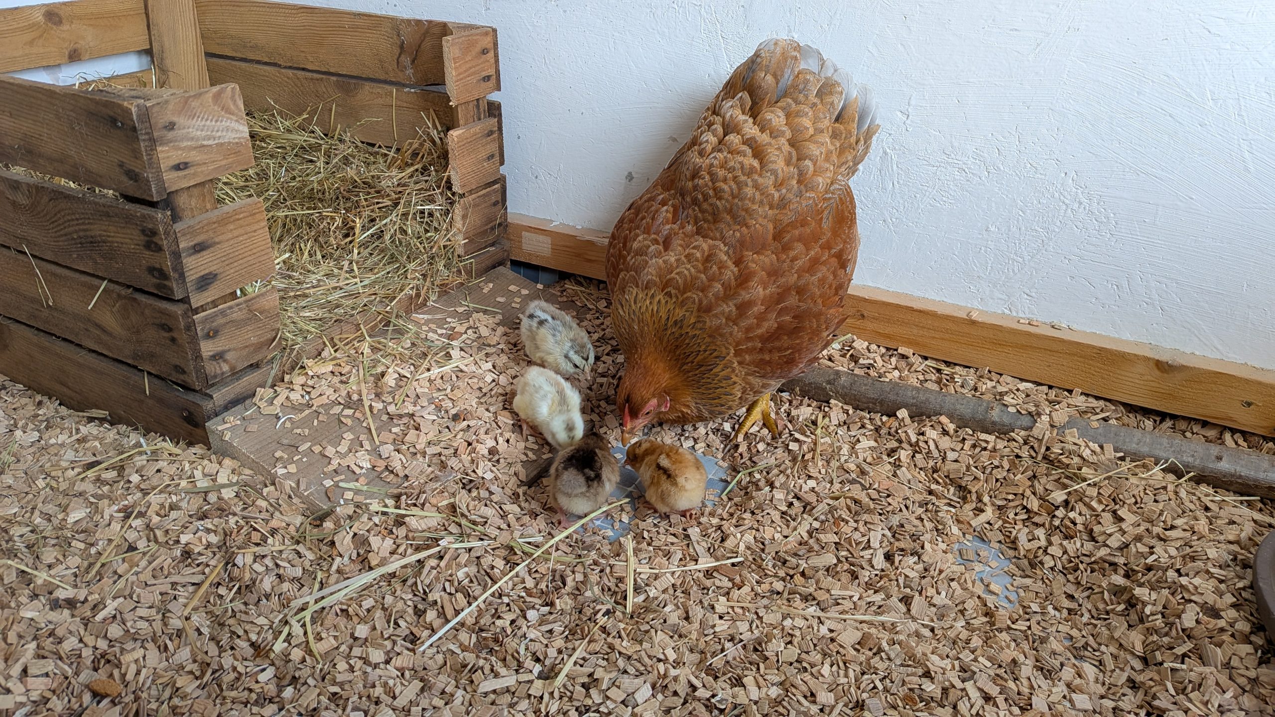 Du betrachtest gerade Emma und die 4 Flauschis