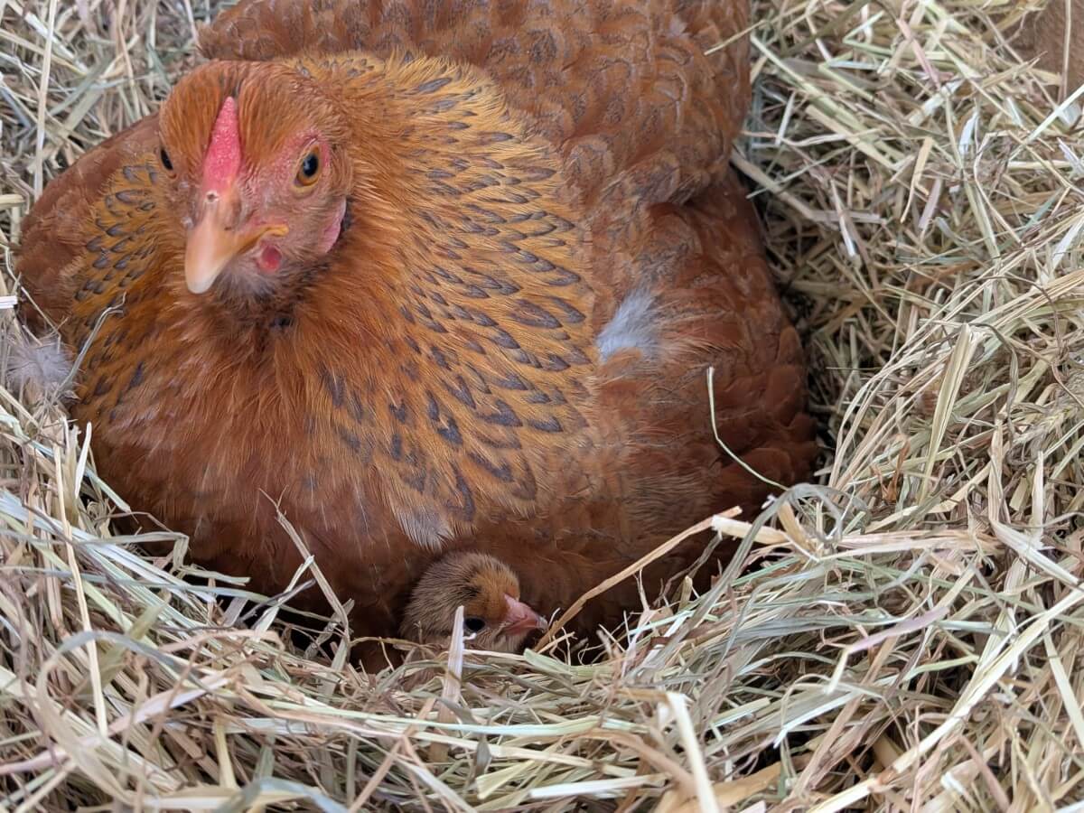 Du betrachtest gerade Das erste Flauschi ist da!