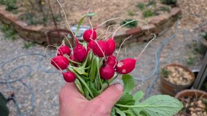 Mehr über den Artikel erfahren ​Frühstart im Folientunnel: Die ersten „Riesenbutter“-Radieschen sind da!