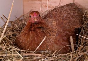 Mehr über den Artikel erfahren Frühlingsgeflüster