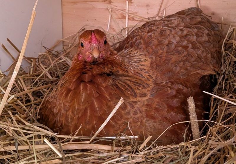 Du betrachtest gerade Frühlingsgeflüster