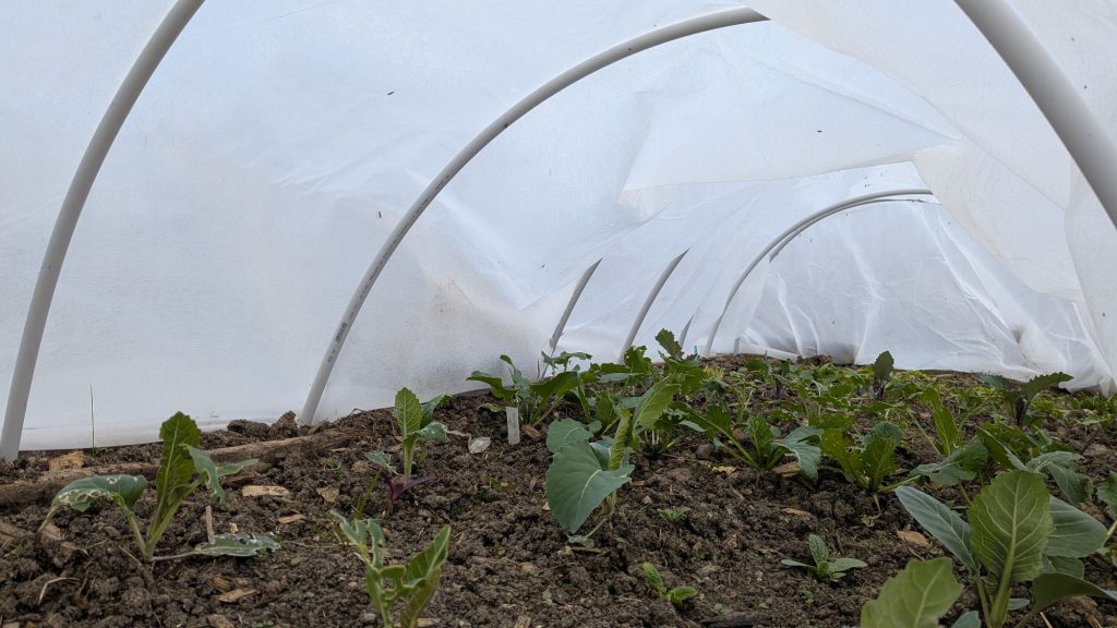 Bepflanzung unter Vlies 